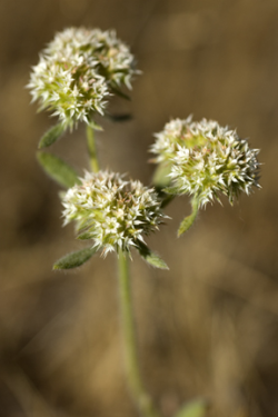 Photo taken in Bonny Doon © 2007 Dylan Neubauer. 